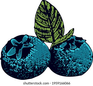 Hand drawn blueberry vector. Isolated berry branch sketch on white background. Summer fruit engraved style illustration. Detailed hand drawn vegetarian food. Great for label, poster, print