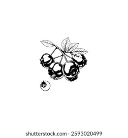 Hand drawn blueberry vintage illustration. Engraving style black and white on white backgrounds. Vector