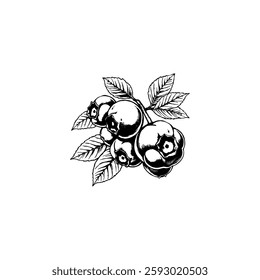 Hand drawn blueberry vintage illustration. Engraving style black and white on white backgrounds. Vector