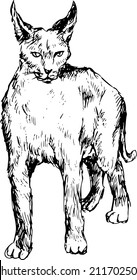 hand drawn bobcat
