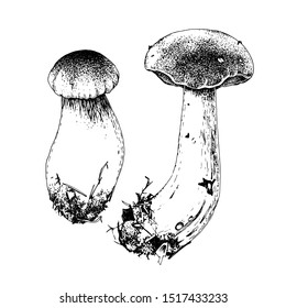 Hand drawn boletus - porcini - mushrooms isolated on white background. Vector illustration