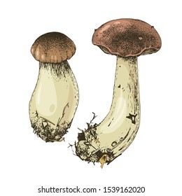 Hand drawn boletus - porcini - mushrooms isolated on white background. Vector illustration