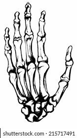 Hand drawn hand bones