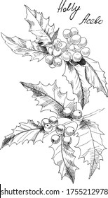 Hand drawn boranical illustration of holly. Each element is isolated. There are layers of: every element, fill of flowers and line work. Very esasy to edit for any your project. Vector illustration