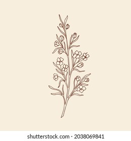 Hand drawn boronia illustration. Sketch Australian native flower. 
