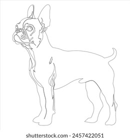 Hand drawn Boston Terrier outline illustration