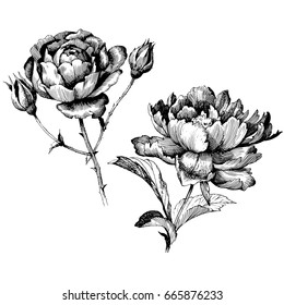 Hand drawn botanical art isolated on white background. Floral illustration. Flowers drawing vector illustration and line art.