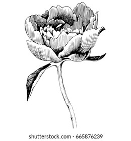 Hand drawn botanical art isolated on white background. Floral illustration. Flowers drawing vector illustration and line art.