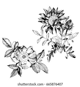 Hand drawn botanical art isolated on white background. Floral illustration. Flowers drawing vector illustration and line art.