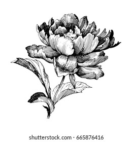 27,697 Etched botanical leaves Images, Stock Photos & Vectors ...