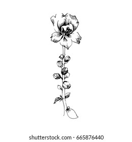 Hand drawn botanical art isolated on white background. Floral illustration. Flowers drawing vector illustration and line art.