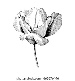 Hand drawn botanical art isolated on white background. Floral illustration. Flowers drawing vector illustration and line art.