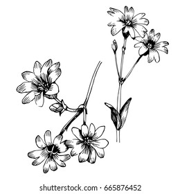 Hand drawn botanical art isolated on white background. Floral illustration. Flowers drawing vector illustration and line art.