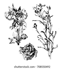 Hand drawn botanical art isolated on white background. Floral illustration. Flowers drawing vector illustration and line art.