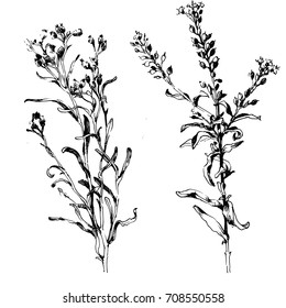 Handgezeichnete botanische Kunst einzeln auf weißem Hintergrund. Blumengrafik. Blumen zeichnen Vektorgrafik und Linienkunst.