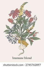 Hand drawn botanical bouquet featuring immune herbal blend. Includes mullein; garlic; echinacea; rosehip; ginger; turmeric; elderberry in a muted natural color palette. Vintage apothecary style suitable for wellness and tea branding.