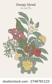 Hand drawn botanical bouquet featuring energy herbal blend. Includes green tea; guarana; maca; ginseng; rhodiola in a muted natural color palette. Vintage apothecary style suitable for wellness and tea branding.