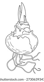 Hand drawn botanical bulb with roots, black and white line art illustration. Simple black and white line art perfect for coloring books, printable coloring pages, kids activities, relaxation and educational use.