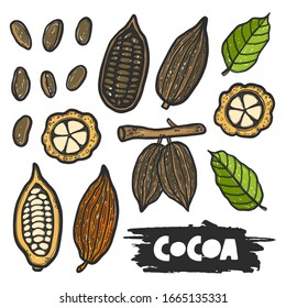 Hand drawn botanical cocoa pod sketch style. Grunge stylized ink theobroma plant illustration. Isolated engraved drawing cacao beans. Colored engraved leaves. Spicy herbs nuts.