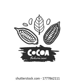 Hand drawn botanical cocoa pod sketch style. Grunge stylized ink theobroma plant illustration. Isolated engraved drawing cacao beans. Colored engraved leaves. Spicy herbs nuts.