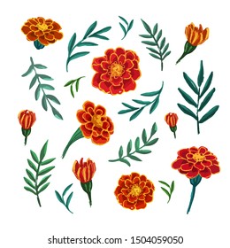 Hand drawn botanical color sketch of Marigold flowers and leaves