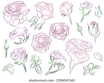 Hand drawn botanical design set with line art illustrations of styled roses isolated on white. Summer seasonal concept with flowers for decorations, invitations, greeting cards, weddings. 