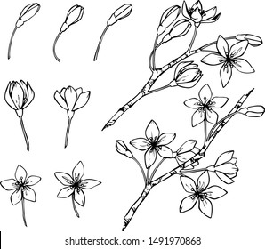 Hand drawn botanical doodle of apple, sakura, cherry and plum flower blossom. Flower vector illustration in black outline on white background