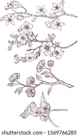 Hand drawn botanical doodle of jasmine,  apple, sakura, cherry and plum flowers blossom. Set of floral vector illustration in outline on white background. 