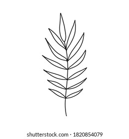 Hand drawn botanical element in vector. Perfect for design.