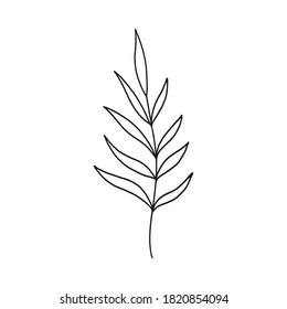 Hand drawn botanical element in vector. Perfect for design.