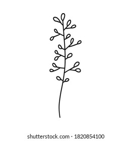 Hand drawn botanical element in vector. Perfect for design.