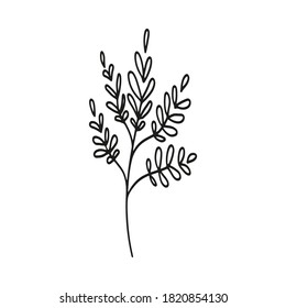 Hand drawn botanical element in vector. Perfect for design.