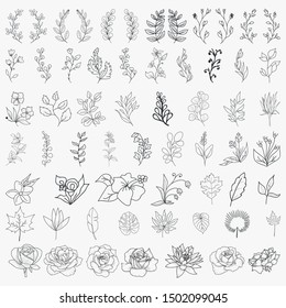 Hand Drawn Botanical Elements Vector