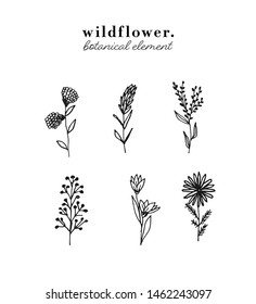 Hand drawn Botanical Floral Element. Set of hand drawn design element with flower and leaf. Hand Drawn Botanical Element. Hand Drawn Wildflower. floral elegant plant. 