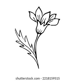elemento de doodle de flores botánicas dibujado a mano para el concepto de diseño floral