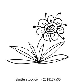 hand drawn botanical flower doodle element for floral design concept