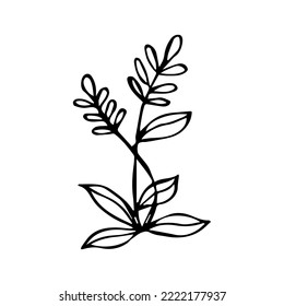 hand drawn botanical flower doodle element for floral design concept