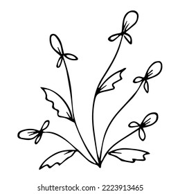 hand drawn botanical flower doodle element for floral design concept