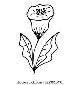 hand drawn botanical flower doodle element for floral design concept