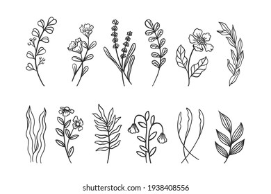 Hand Drawn Botanical Flowers Set