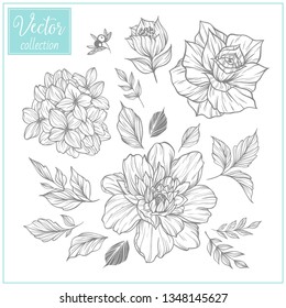 Hand Drawn Botanical Flowers. Vector Collection of Illustrations