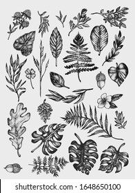 Hand drawn botanical forest composition ink illustrations  in stippling technique. isolated vector clip art collection for graphic design projects, postcards, invitation decorative elements.