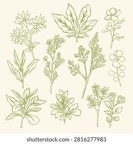 Hand Drawn Botanical Herbs and Wild Plants Line Art Vector Collection
