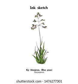 Hand drawn botanical illustration of Bluegrass, Ky bluegrass, Poa pratensis. Sketch drawing.