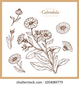 Hand drawn botanical illustration of calendula. Vintage collection of medical herbs and plants. Vector hand-drawn sketch for cosmetics, labels, packages and textiles.