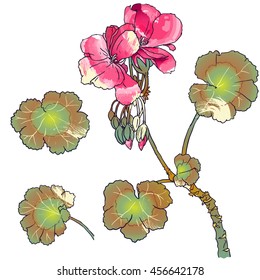 Hand drawn botanical illustration of geranium with flowers, buds, leaves. With painting effects. Vector format.