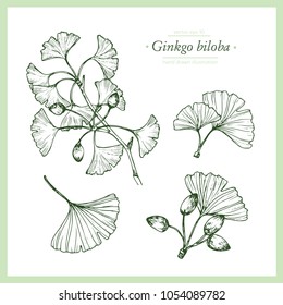 Hand drawn botanical illustration of ginkgo biloba. Vintage collection of medical herbs and plants. Vector hand-drawn sketch for cosmetics, labels, packages and textiles.