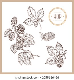Hand drawn botanical illustration of hop. Vintage collection of medical herbs and plants. Vector hand-drawn sketch for cosmetics, labels, packages and textiles.