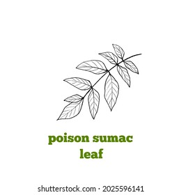 Hand Drawn Botanical Illustration Of Leaf Of Poison Sumac Plant In Vintage Engraving Style.