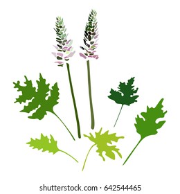 Hand drawn botanical illustration with lupin flowers and leaves. Vector plants isolated on white background.
